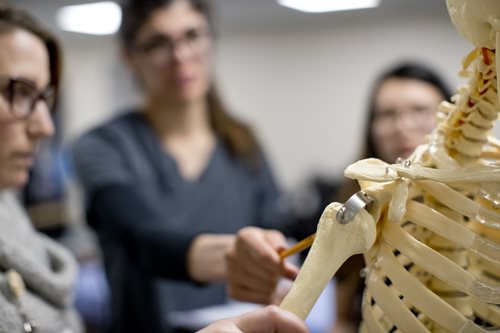 OT students and faculty working with a skeleton