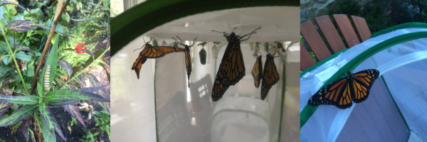 Caterpillars to Monarch Butterflies