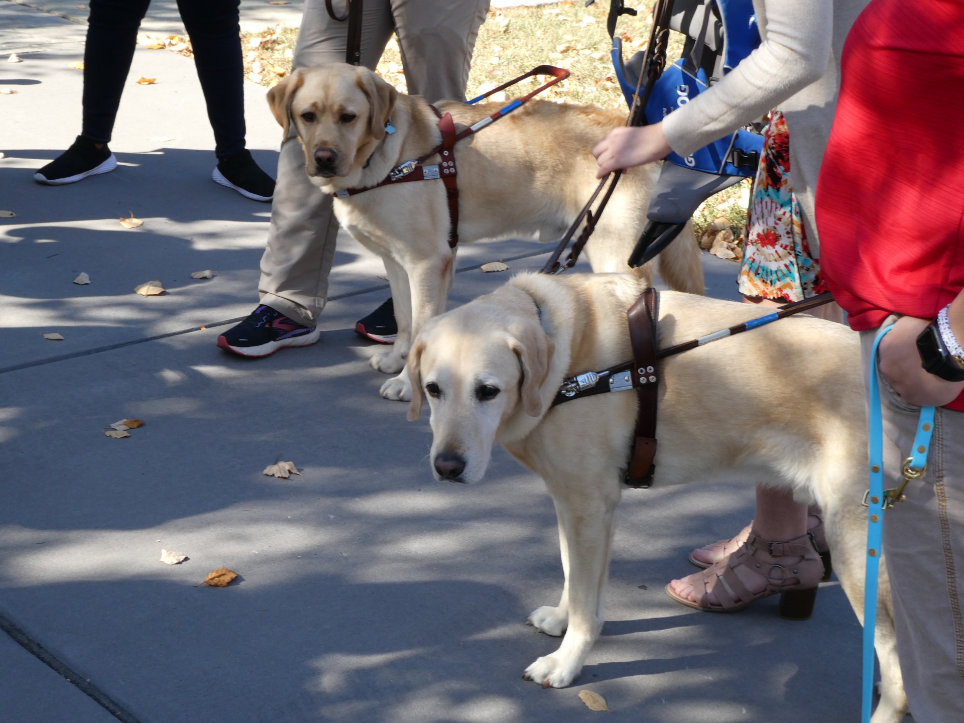 Two blonde lab guide dogs