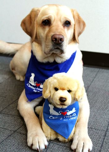 dog with stuffed animal