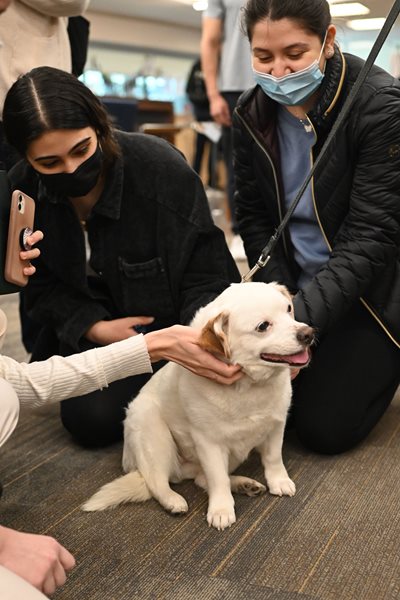 people petting a dog