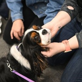 Pet Therapy dog