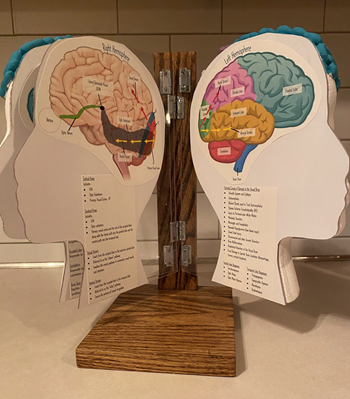 map of the brain