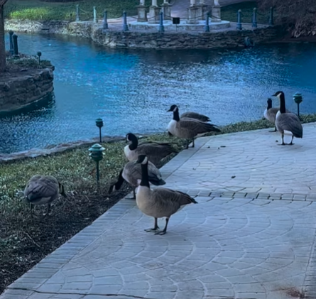 geese at Salus