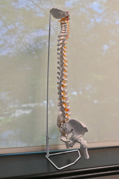 Spine replica